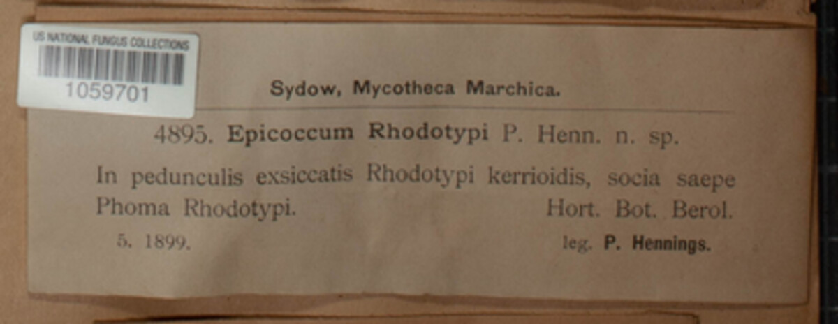 Epicoccum rhodotypi image